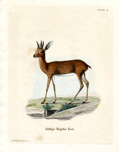 Steenbok (farvet gravering) af German School