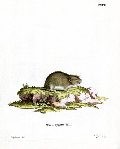 Steppe Lemming (farvet gravering) af German School