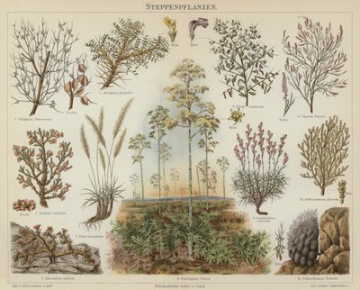 Steppeplanter (farve litho) af German School