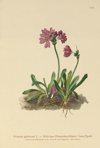Sticky Primrose (Primula glutinosa) af German School