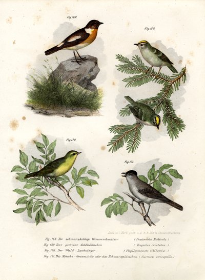 Stonechat, 1864 af German School