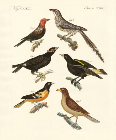 Mærkelige fugle (farvet indgravering) af German School