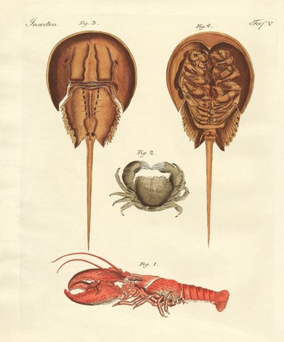 Mærkelige krabber af German School