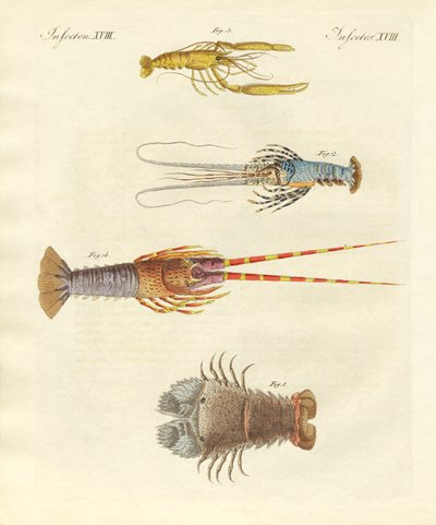Mærkelige krabber af German School