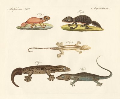 Mærkelige dinosaurier (farvet gravering) af German School