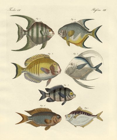 Mærkelig fisk (farvet indgravering) af German School