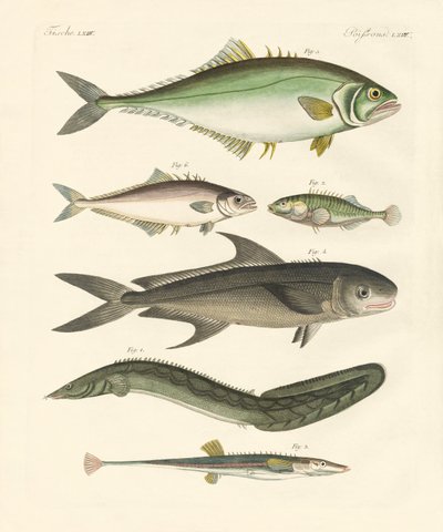 Mærkelig fisk (farvet indgravering) af German School
