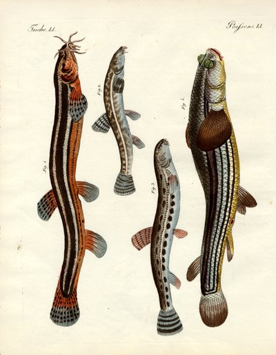 Mærkelig fisk (farvet indgravering) af German School