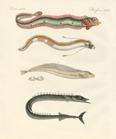 Mærkelig fisk (farvet gravering) af German School