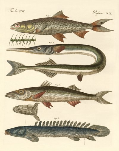 Mærkelig fisk (farvet gravering) af German School