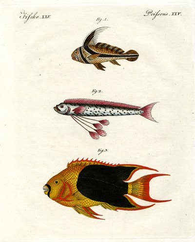 Mærkelig fisk af German School