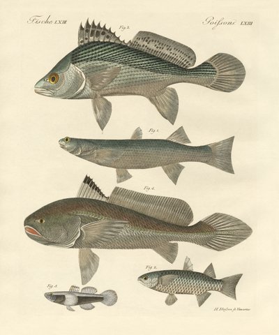 Mærkelig fisk fra Ganges (farvet indgravering) af German School