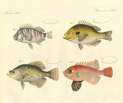 Mærkelig fisk fra familien af havaborre (farvet indgravering) af German School