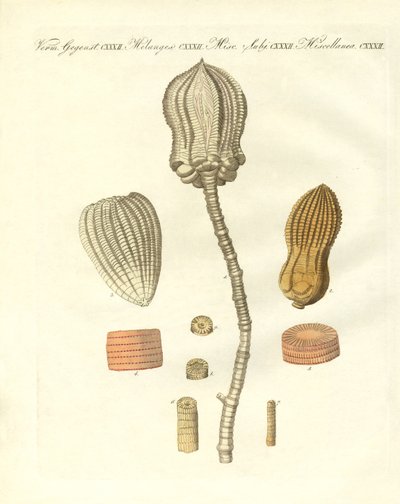 Mærkelige fossiliseringer (farvet indgravering) af German School