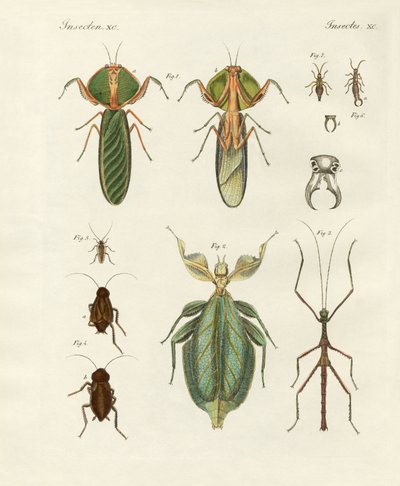 Mærkelige insekter (farvet indgravering) af German School