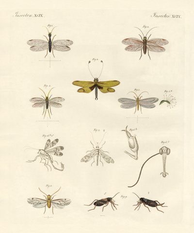 Mærkelige insekter (farvet indgravering) af German School