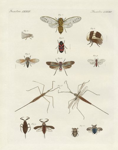 Mærkelige insekter (farvet indgravering) af German School