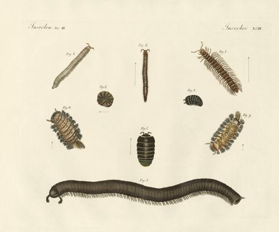 Mærkelige insekter (farvet indgravering) af German School