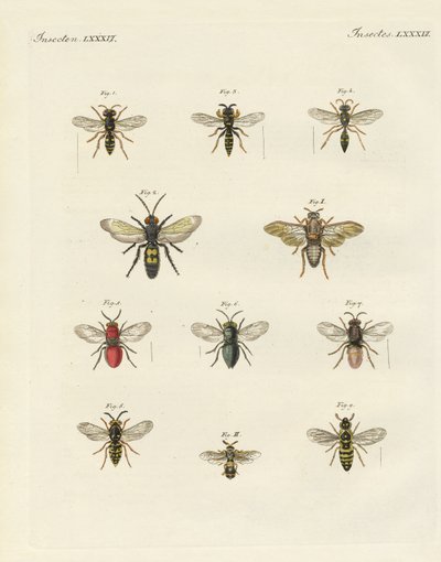 Mærkelige insekter (farvet indgravering) af German School