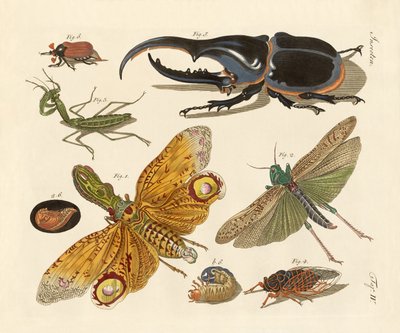 Mærkelige insekter af German School