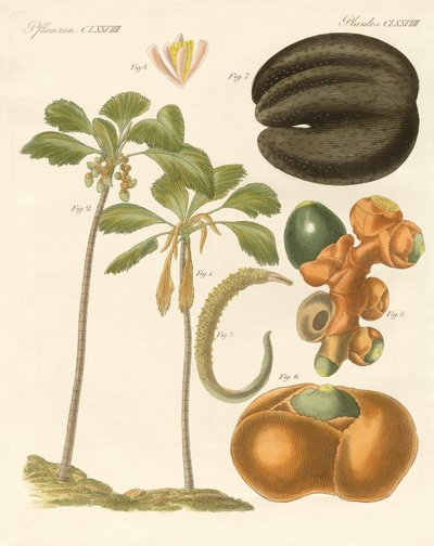 Mærkelige planter af German School