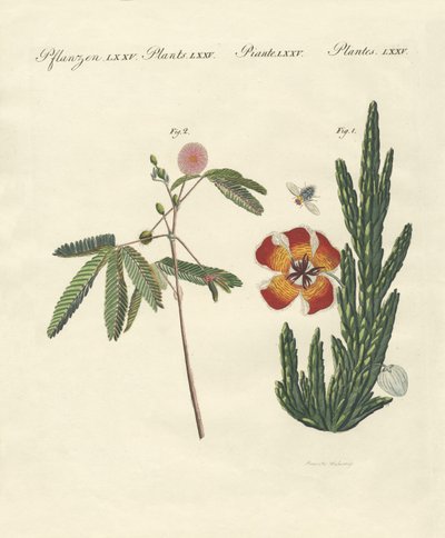 Mærkelige planter af German School