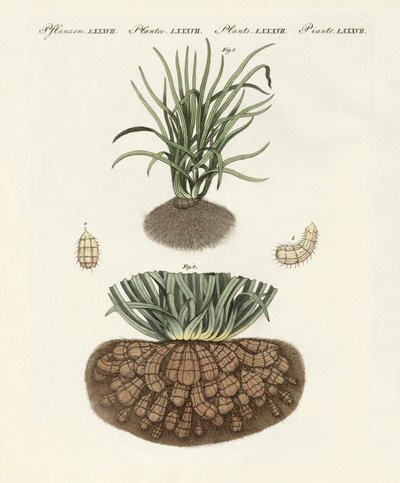 Mærkelige planter af German School