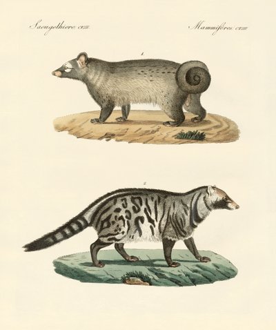 Mærkelige skunks (farvet indgravering) af German School