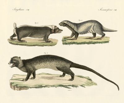 Mærkelige skunks (farvet indgravering) af German School