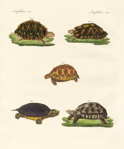 Mærkelige skildpadder (farvet indgravering) af German School