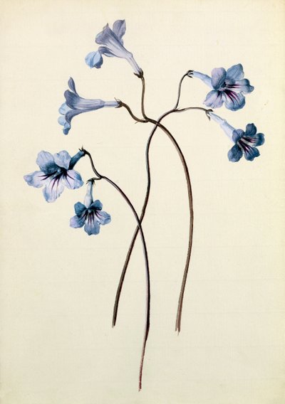 Streptocarpus, ca. 1790 (wc på papir) af German School