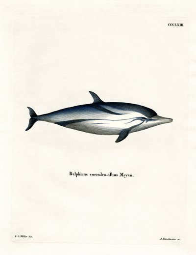 Stribet delfin (farvet indgravering) af German School