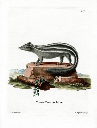 Stribet Skunk (farvet gravering) af German School