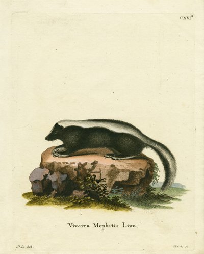 Stribet Skunk (farvet gravering) af German School