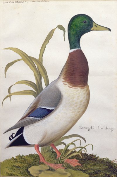 Studie af en gråand, ca. 1790 (wc med gouache på papir) af German School