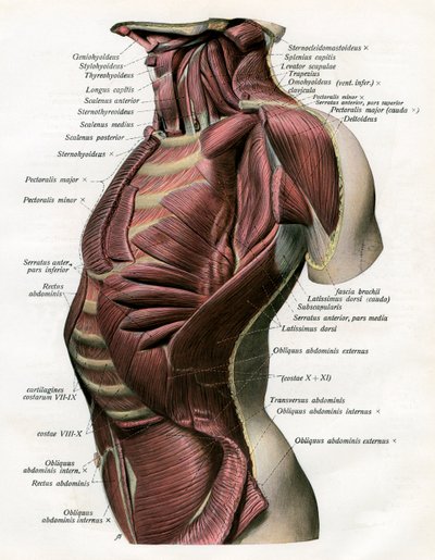 Undersøgelse af musklerne i den menneskelige torso og nakke af German School