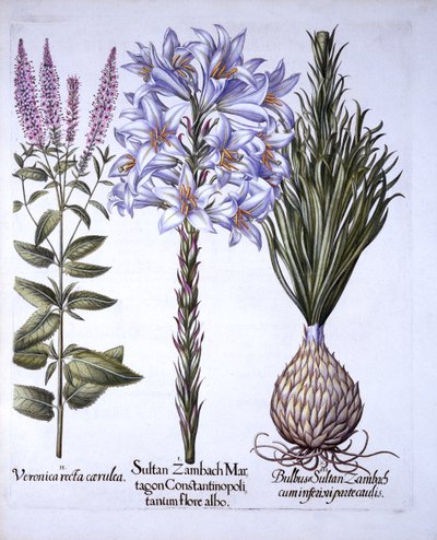 Sultan Zambach Lily and Bulb, Veronica, fra Hortus Eystettensis, af Basil Besler (1561-1629), pub. 1613 (håndfarvet gravering) af German School
