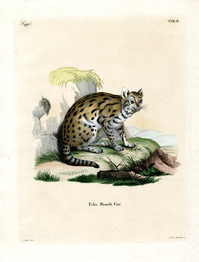 Sunda Clouded Leopard (farvet indgravering) af German School