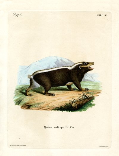 Sunda Stink Badger (farvet gravering) af German School