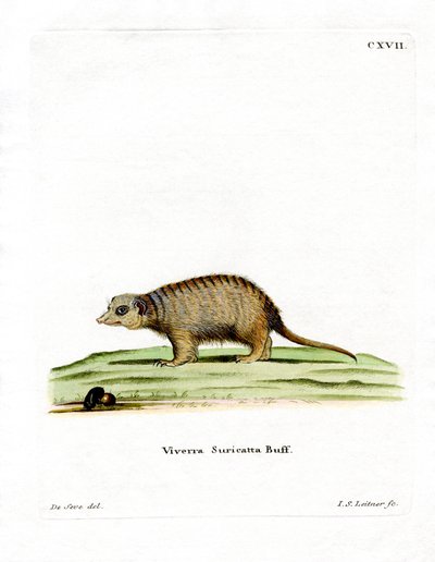 Surikate (farvet gravering) af German School