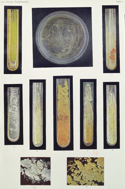 Syphilis Bacillus, fra en bog af Max von Niessen, Leipzig, 1908 af German School