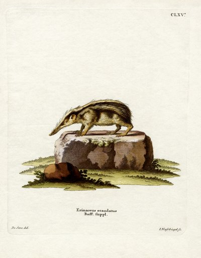 Tailless Tenrec (farvet gravering) af German School