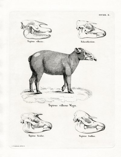 Tapir kranier (farvet gravering) af German School