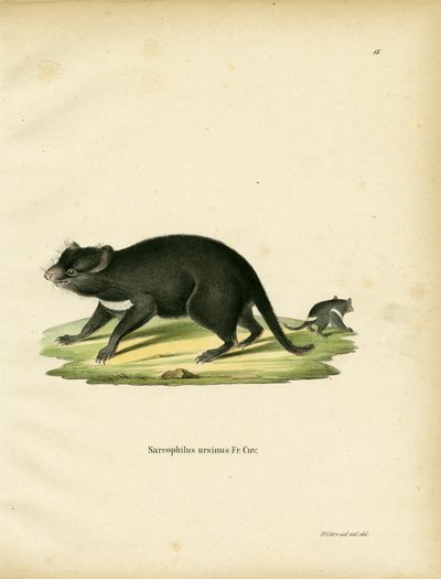 Tasmanian Devil (farvet gravering) af German School