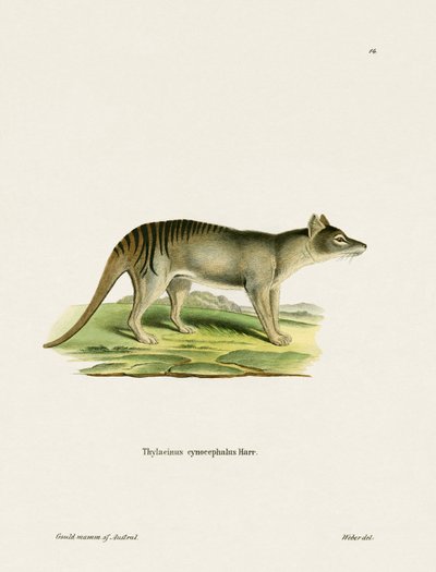 Tasmansk tiger (farvet gravering) af German School