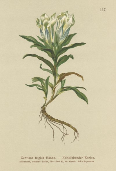 Tauern-ensian (Gentiana frigida) af German School