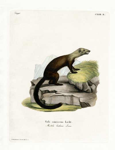 Tayra (farvet gravering) af German School