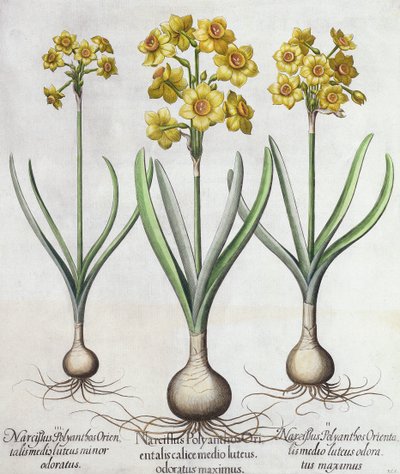 Tazetta Narcissi, fra Hortus Eystettensis af Basil Besler (1561-1629), pub. 1613 (håndfarvet gravering) af German School