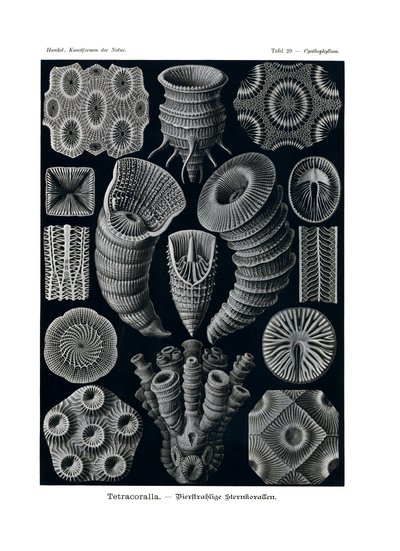 Tetracoralla, 1899-1904 af German School