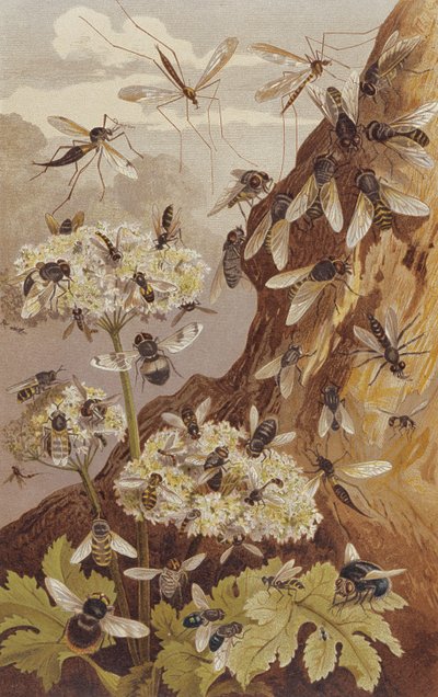 Fluernes dominans, plade fra Brehms dyreliv: generel viden om dyreriget, bind 9, s.493, udgivet af Bibliografisk Institut, 1892 af German School